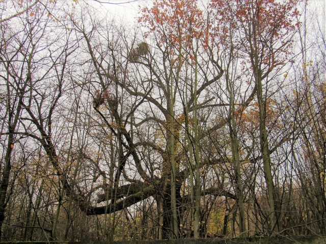Lípa na Podborčí Lípa na Podborčí