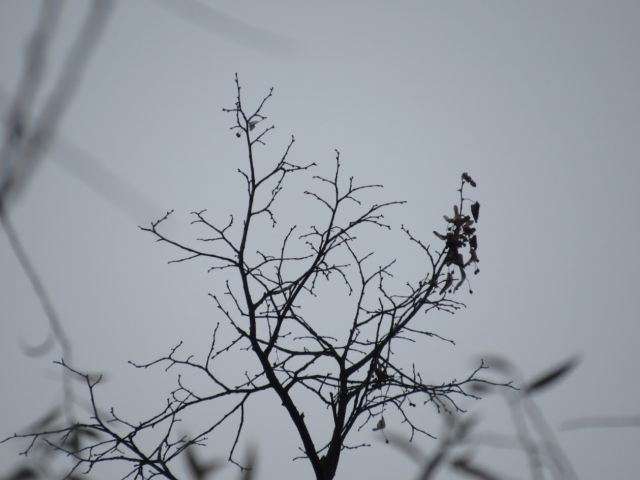 Lípa na Podborčí Lípa na Podborčí